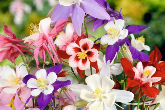 Crystal Star Columbine Seeds | 50-1,000 Non-GMO Seeds | Aquilegia caerulea | Free Shipping