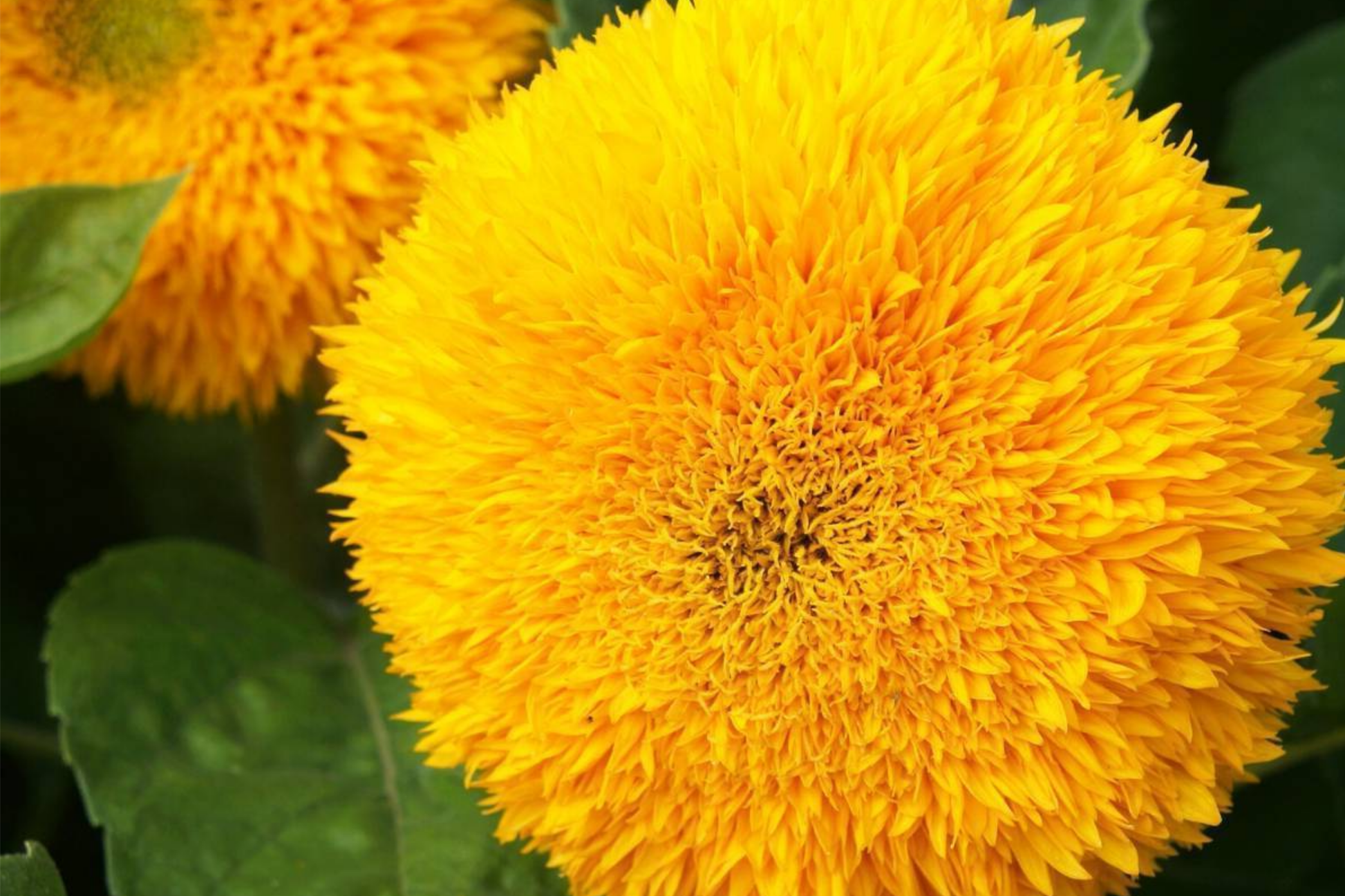 Sunflower Seeds for Planting - 700+ Giant Teddy Bear Heirloom Non-GMO - Helianthus annuus