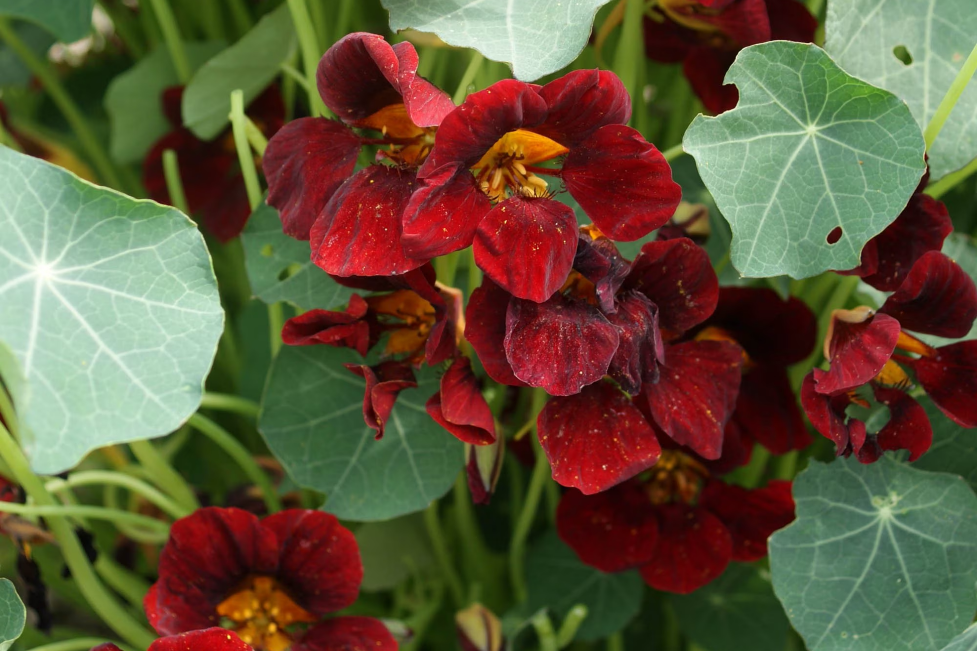 Nasturtium Seeds - Black Velvet Heirloom Non-GMO | Flowering Edible Plants | Tropaeolum majus