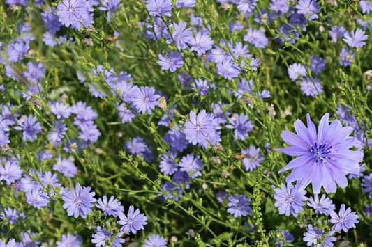 Chicory Seeds - Non-GMO, Heirloom Variety - Cichorium intybus - Organic Seed Store