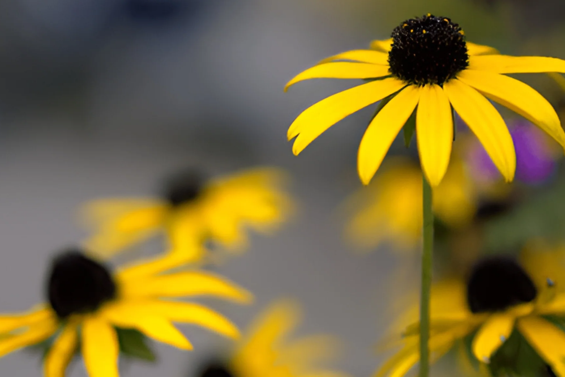 Black Eyed Susan Flower Seeds - 500+ Non-GMO Garden Seeds - Rudbeckia hirta