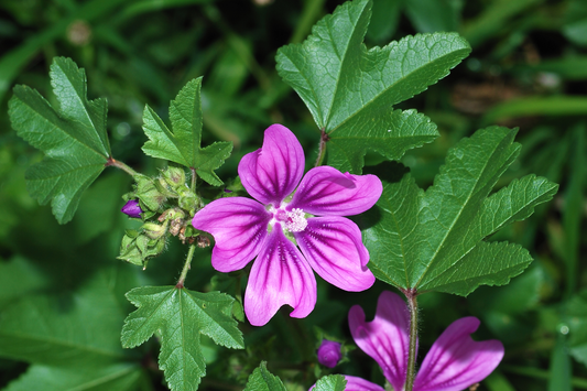 Blue Mallow Seeds - Malva sylvestris mauritanica - Edible Ornamental Plant for Garden and Landscaping
