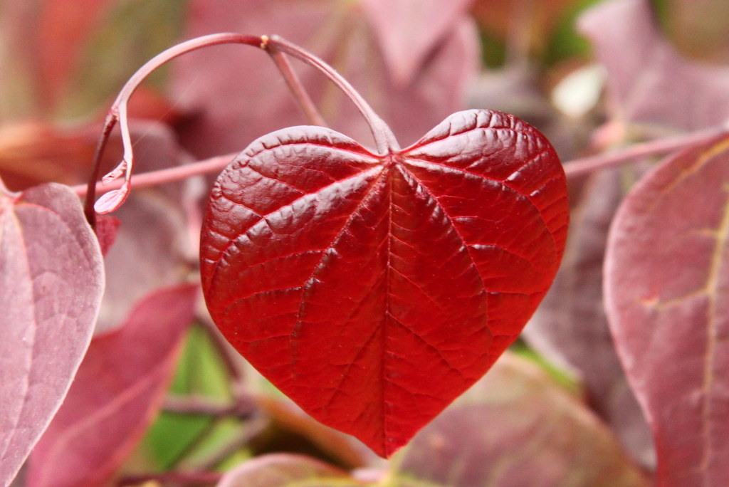 Forest Pansy Redbud 1 Live Tree – Cercis canadensis ‘Forest Pansy’ – 2 Gallon Pot
