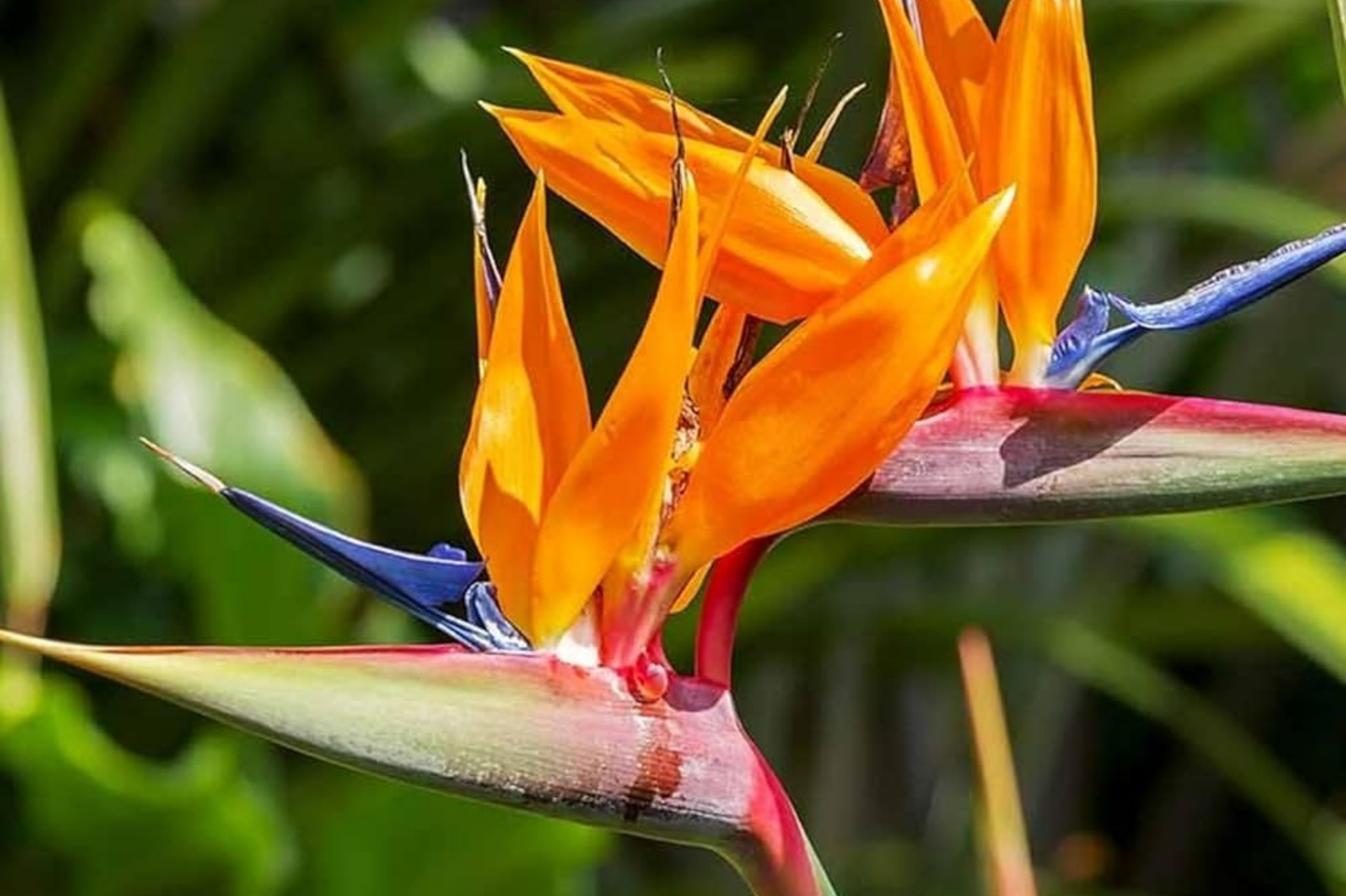 Orange Bird of Paradise Seeds - Strelitzia reginae - Tropical Crane Flower Plant Seeds for Gardening and Landscaping