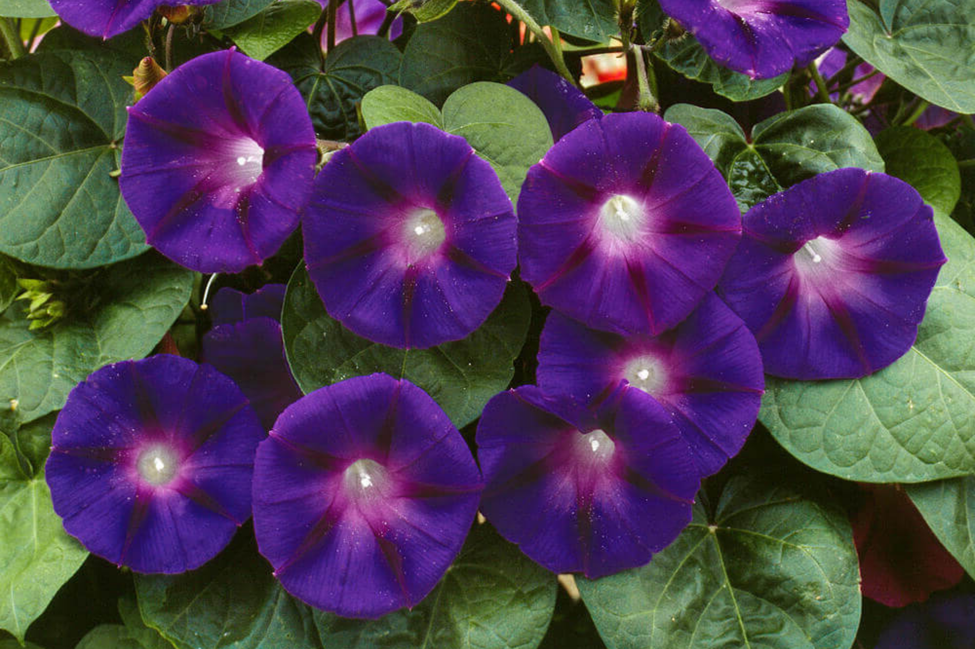Grandpa Ott Morning Glory Seeds | 3" Deep Purple Flowers | Ipomoea purpurea | Non-GMO
