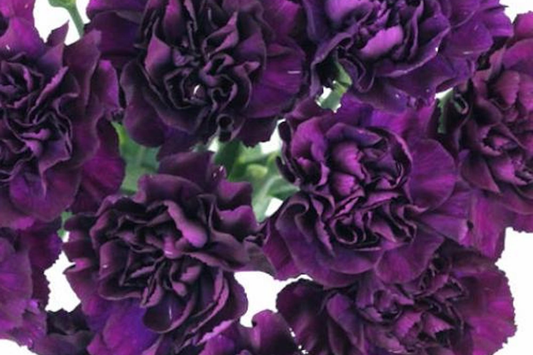 Carnation Seeds - Grenadin King of Blacks - Flower Seeds - Dianthus caryophyllus - 1250 Count