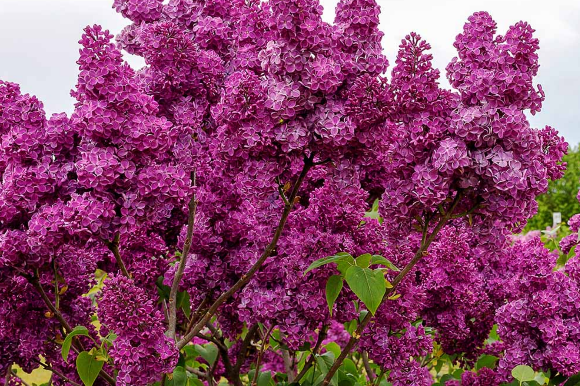 French Lilac Shrub Seeds - Fast Growing, Showy, Fragrant - Syringa vulgaris
