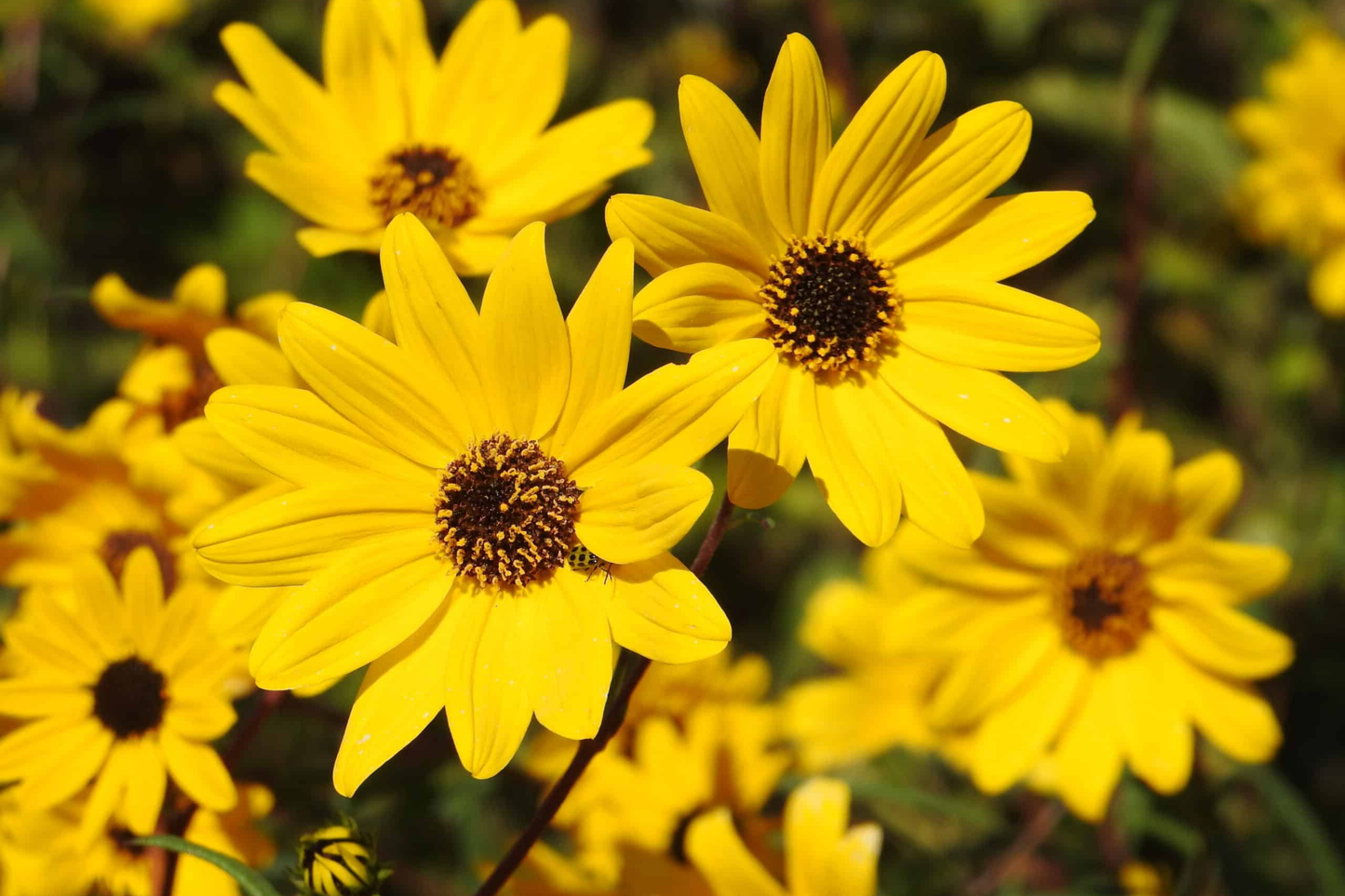 Swamp Sunflower Seeds - Helianthus angustifolius - Late-Season Blooms - Drought-Resistant Flowering Plant Seeds