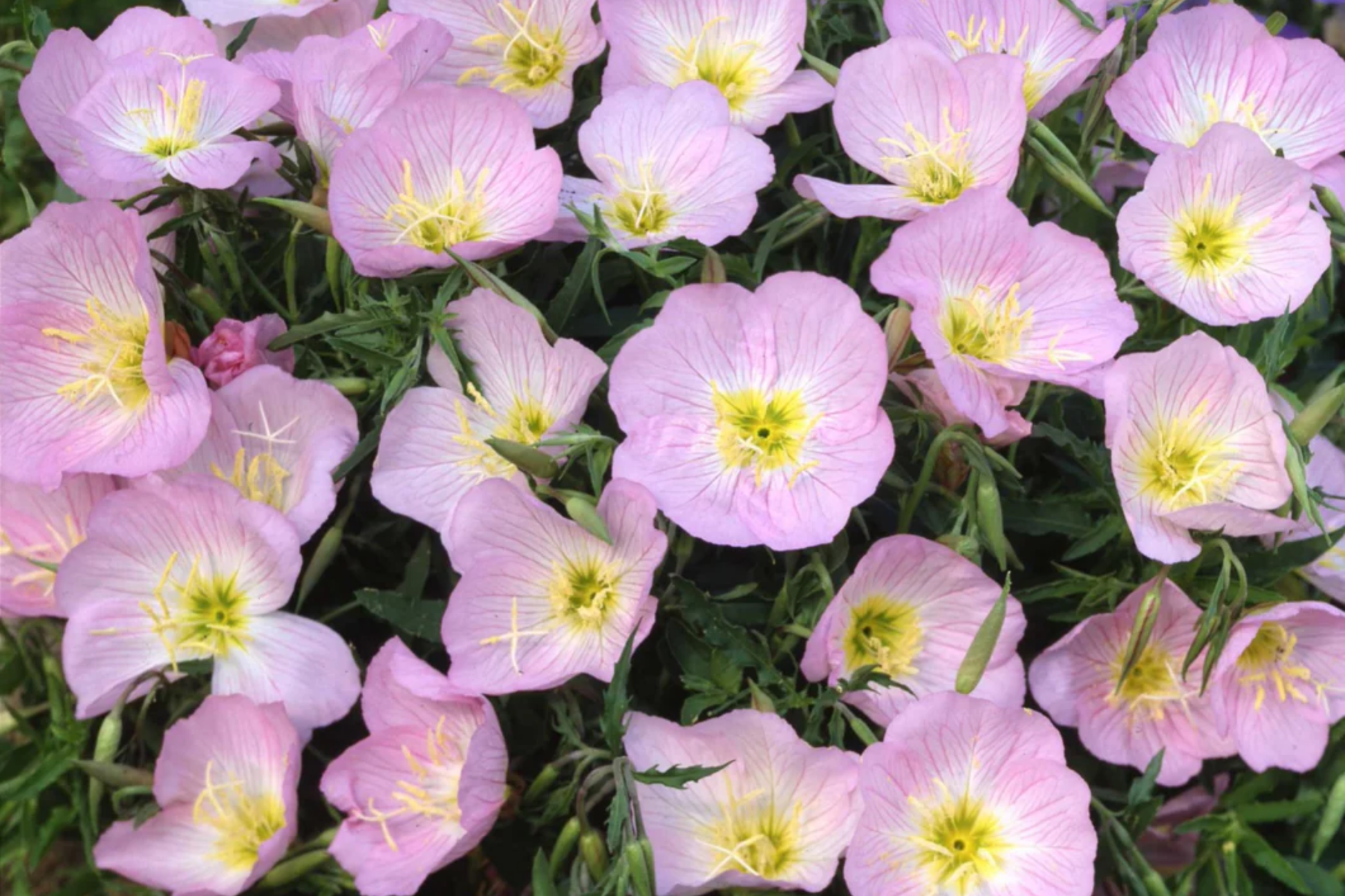 Showy Evening Primrose Seeds | Non-GMO | Oenothera speciosa | Bulk Pack for Gardening