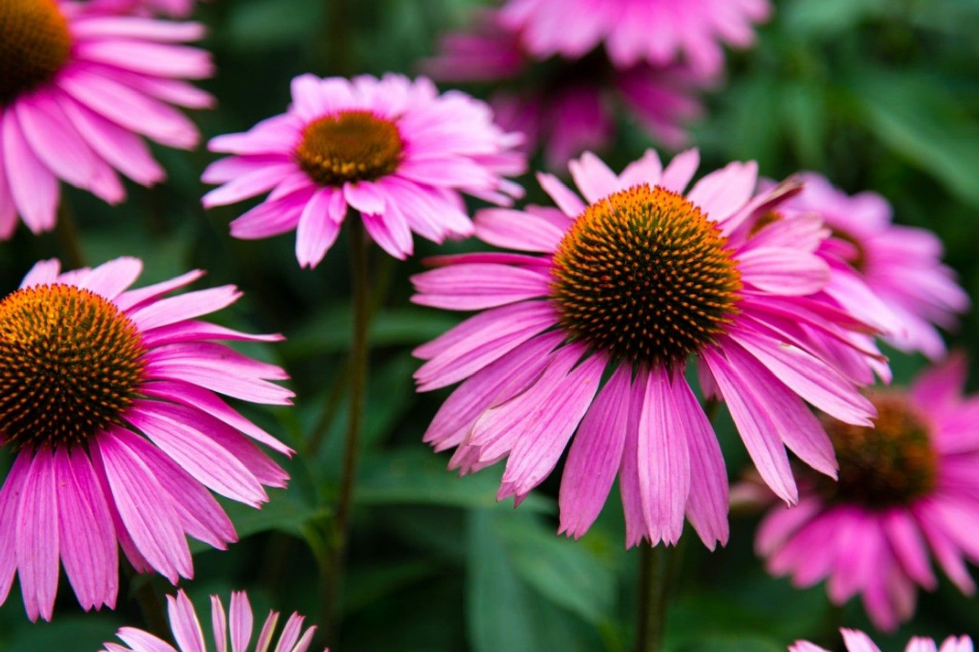 Echinacea Coneflower Seeds - 300+ Annual Seeds for Home Garden - Purple Flower - Echinacea purpurea