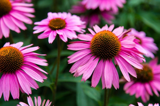 Echinacea Coneflower Seeds - 300+ Annual Seeds for Home Garden - Purple Flower - Echinacea purpurea