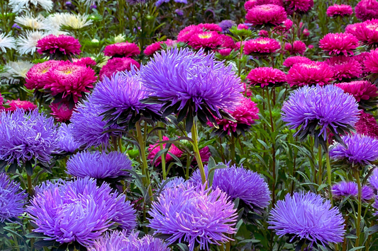 China Aster Seeds - Sea Star Mix - Powder Puff - Callistephus chinensis - Flower Seeds