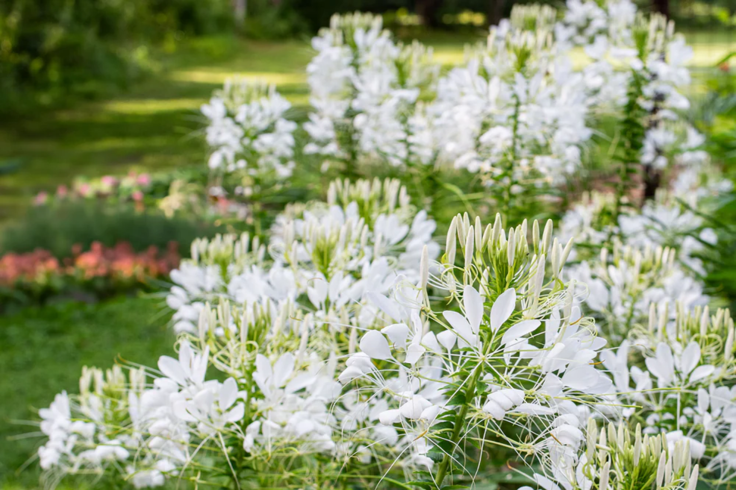 Cleome Seeds | Non-GMO White Queen Variety | Flower Seeds | Free Shipping | Seed Store