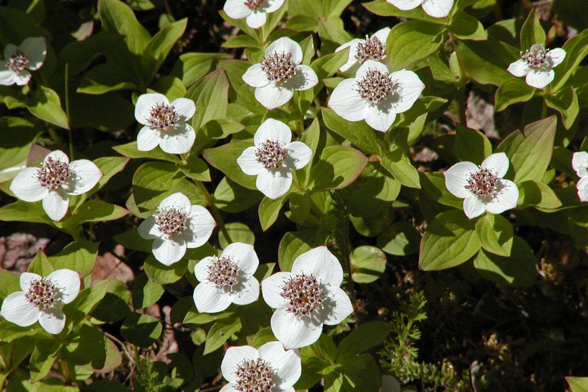 Creeping Dogwood Seeds, Showy Edible Bunchberry, Cornus canadensis, Perennial Ground Cover for Gardens