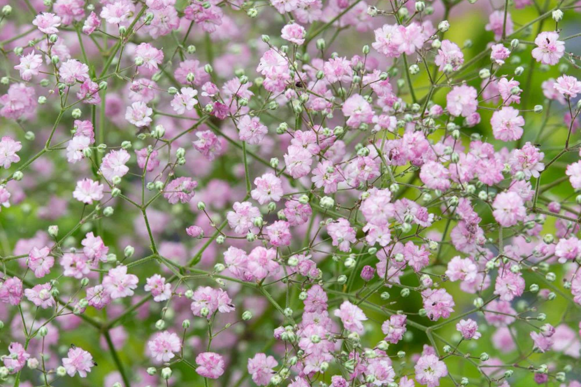 Pink Baby's Breath Seeds - Non-GMO Flower Seeds - Gypsophila paniculata - Easy to Grow Garden Seeds - Free Shipping