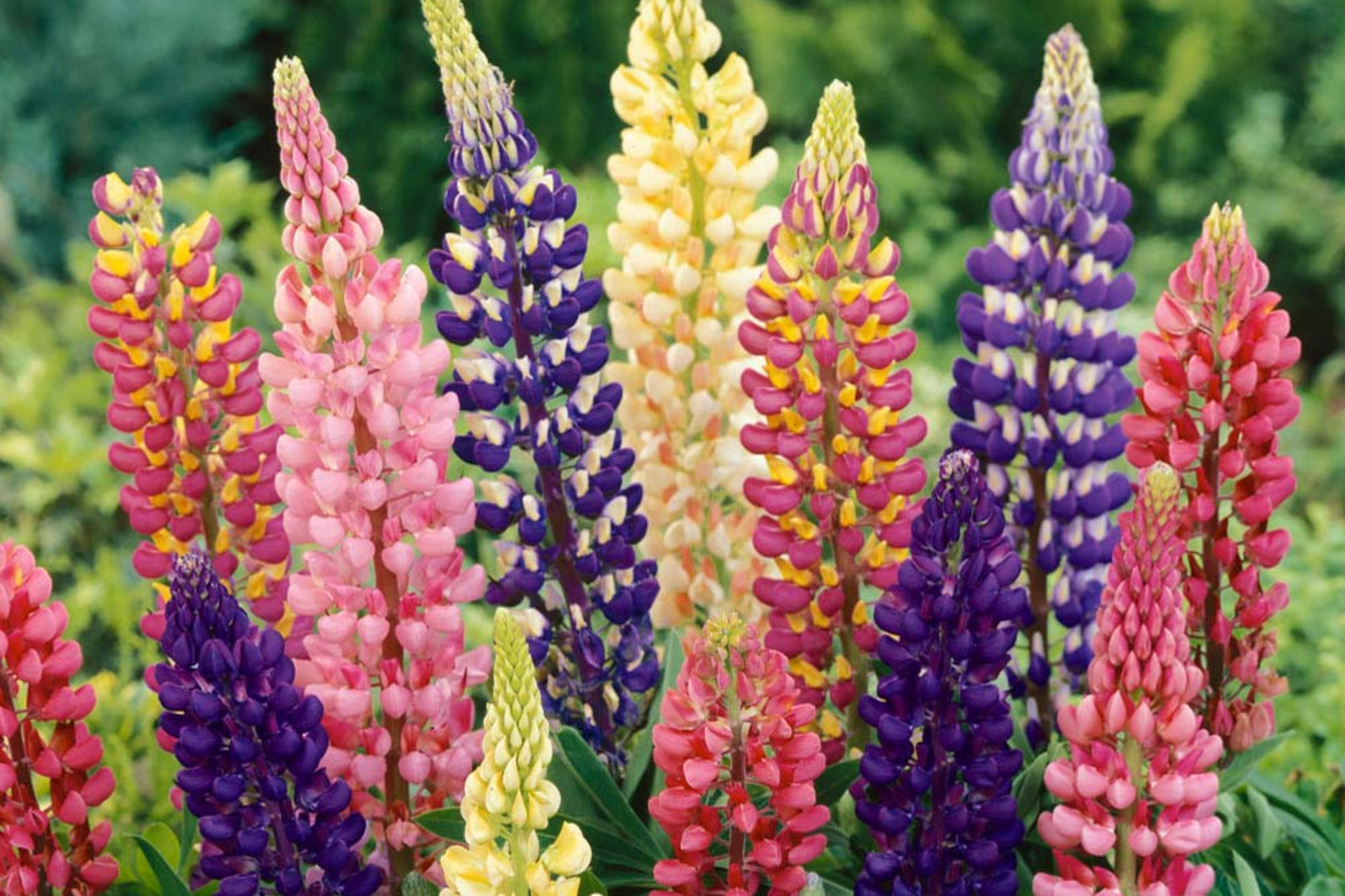Pixie Delight Lupine Seeds | 50-1,000 Seeds | Non-GMO | Lupinus polyphyllus