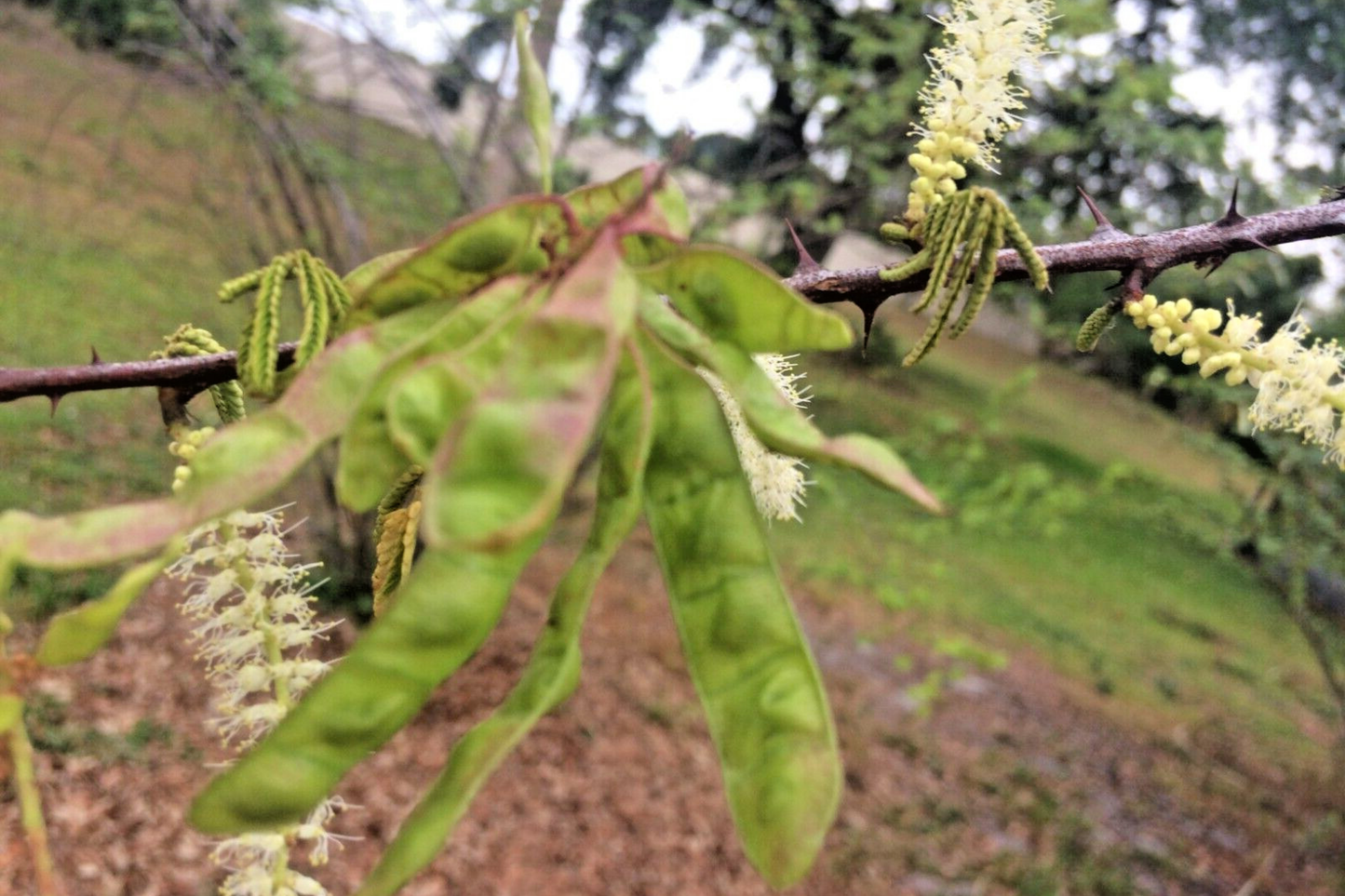 Mimosa Tenuiflora Seeds - 20 Non-Pod Seeds, Drought-Tolerant Plant, Sensitive Plant Seeds, Mimosa Species