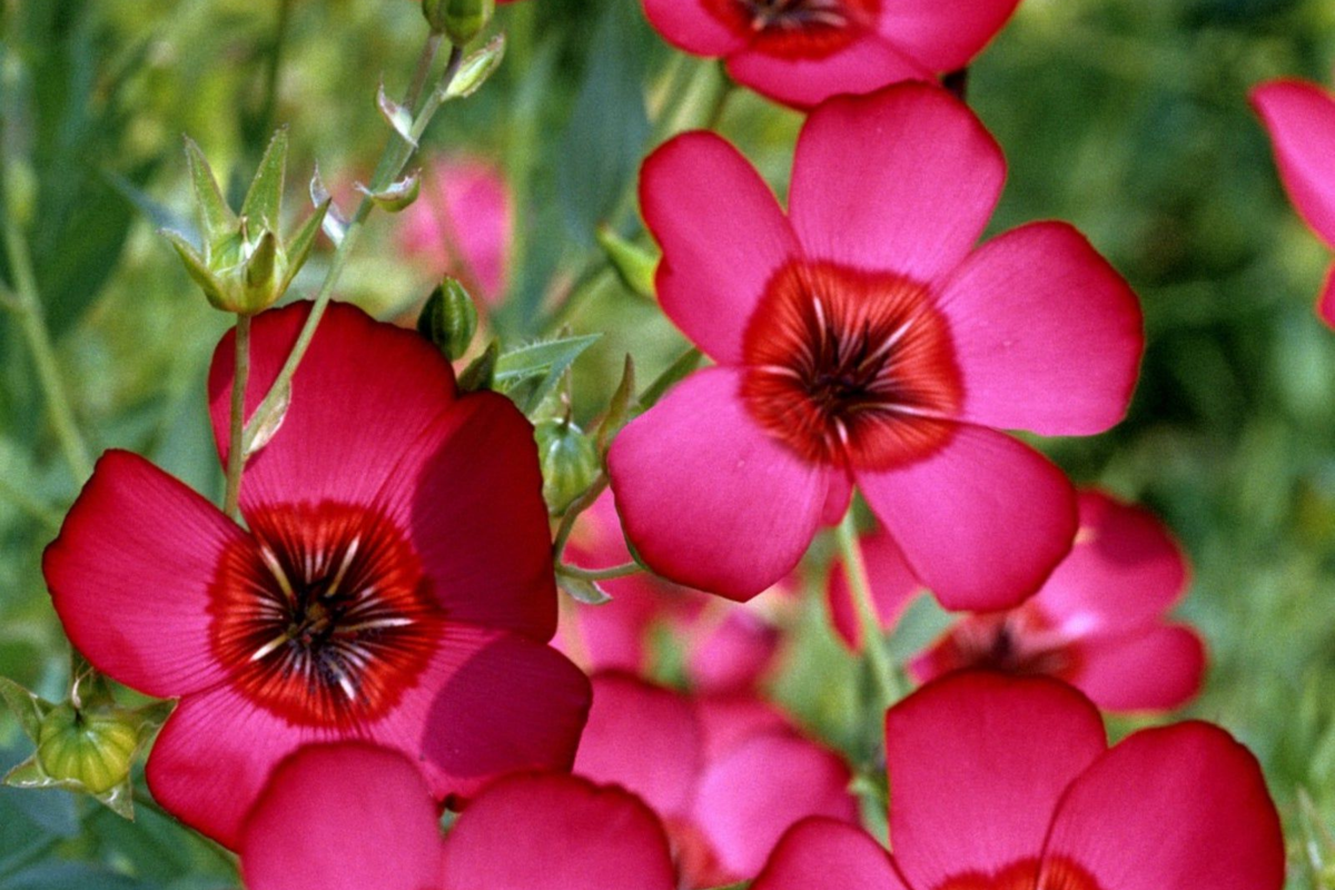 Scarlet Flax Seeds | Non-GMO Heirloom Garden Seeds | Fresh Planting Seeds | Linum usitatissimum