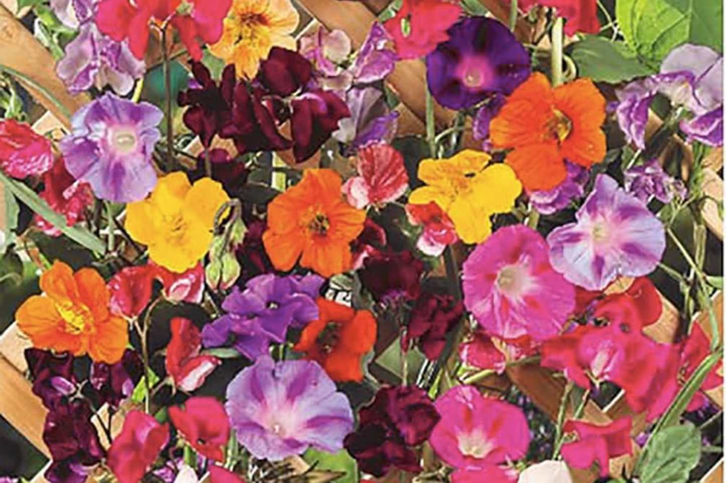 300+ Mixed Climbing Rose Seeds - Heirloom Garden Vine - Rosa Varieties for Planting Outdoors