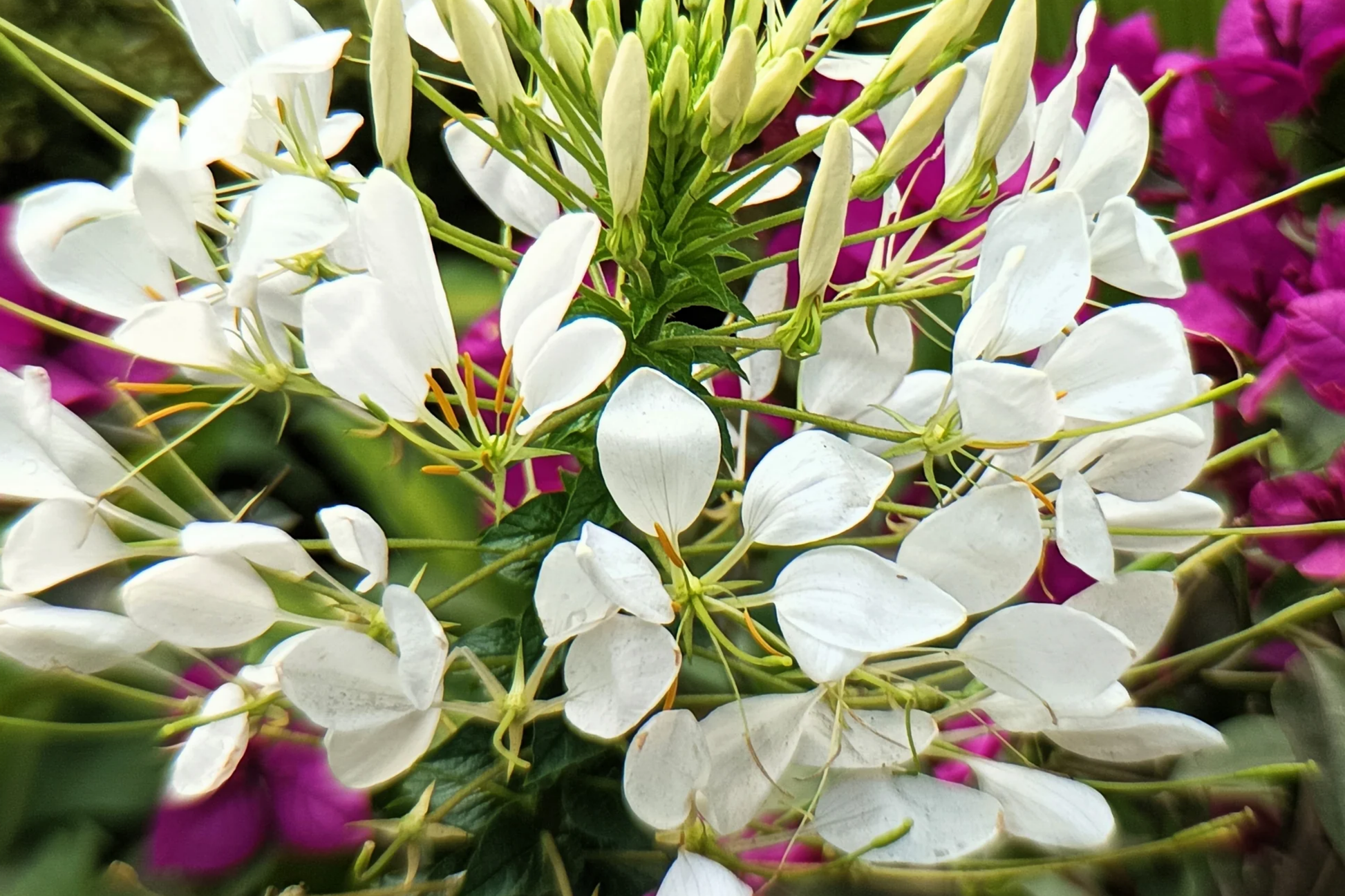 White Queen Cleome Seeds | 100-2,000 Non-GMO Seeds | Flowering Plant Seeds | Cleome hassleriana