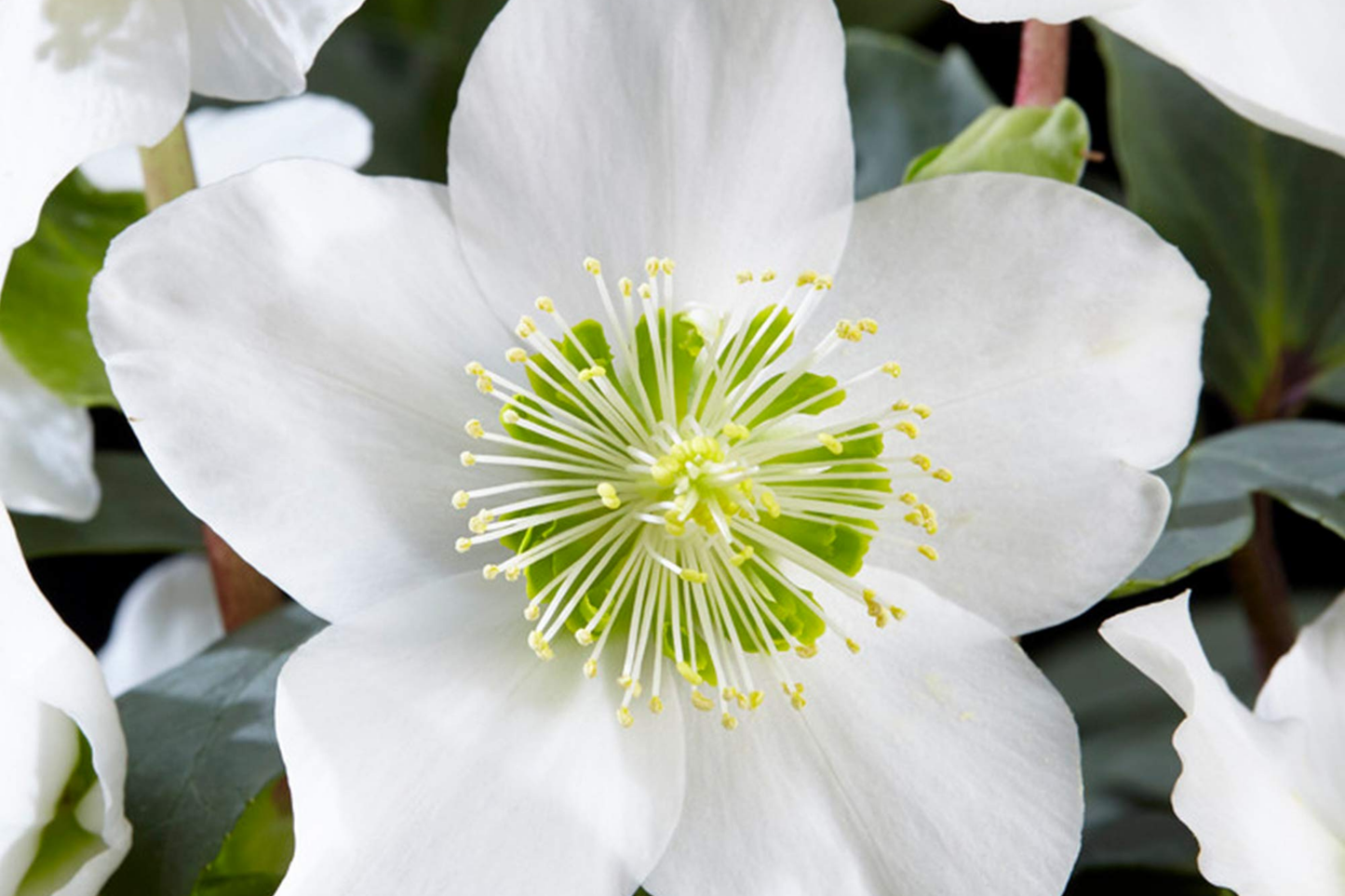 Christmas Rose Seeds - 60 Bulk Helleborus Niger - Hardy Perennial Flower Seeds for Gardens and Landscapes
