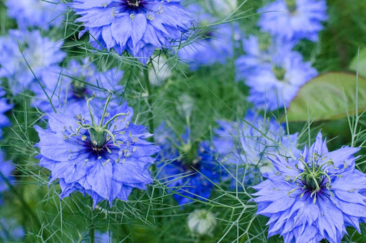 Black Cumin Seeds, Nigella sativa, Heirloom, Culinary Herb, 8-12 Inches Tall, USDA Zones 3-9, Non-GMO