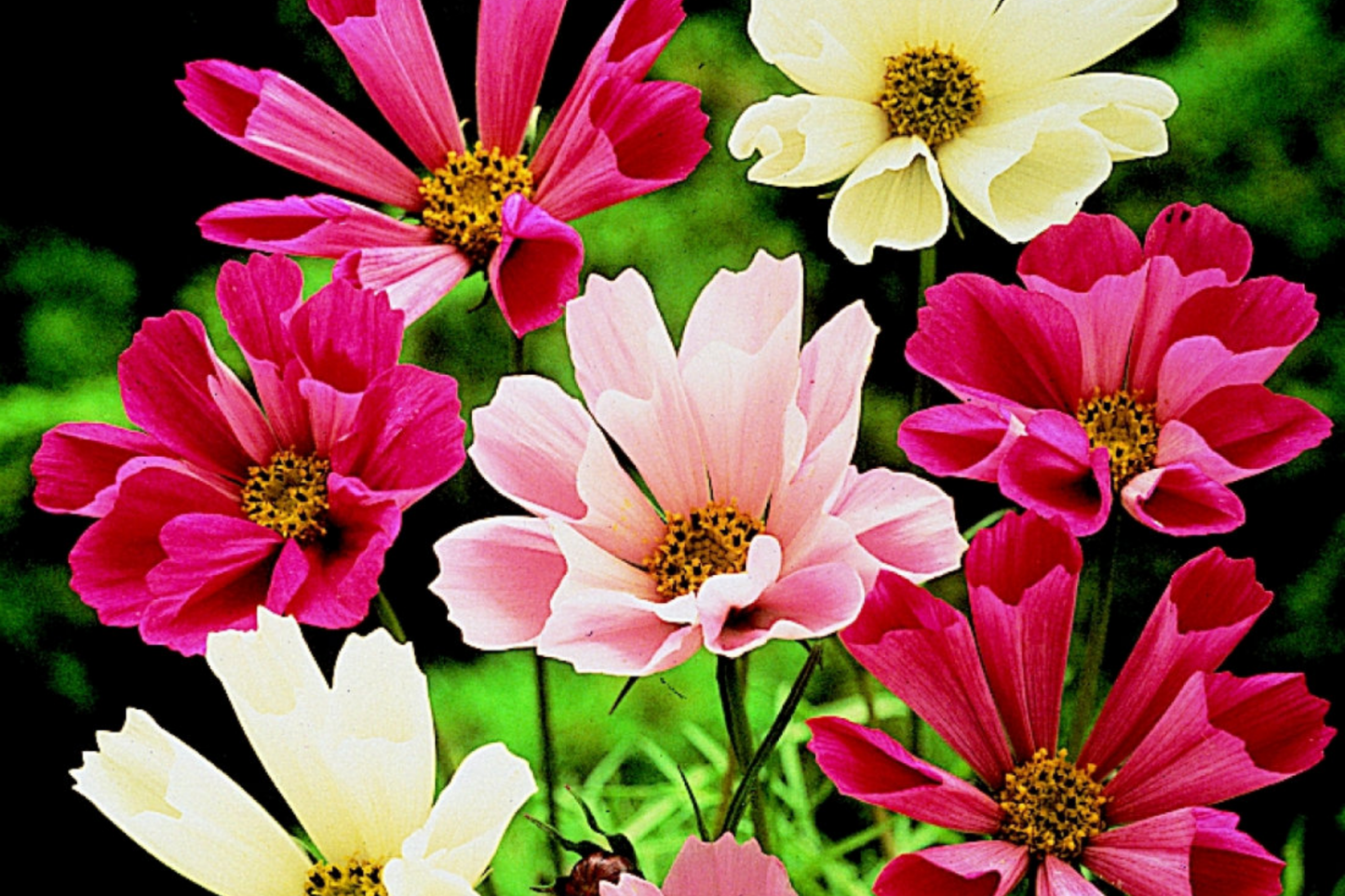 Cosmos Flower Seeds - Sea Shell Variety - Flowering Garden Seeds - Cosmos bipinnatus