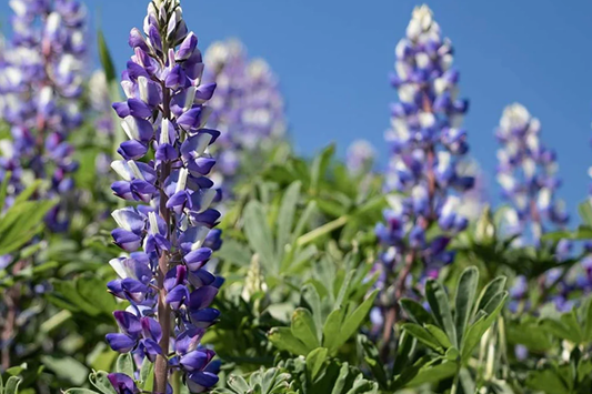 Arroyo Lupine Seeds | Non-GMO Wildflower Seeds | Lupinus succulentus | Free Shipping