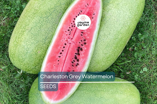 Charleston Grey Watermelon Seeds | Heirloom | Sweet Red Flesh | Fusarium Wilt Resistant | Non-GMO | Free Shipping