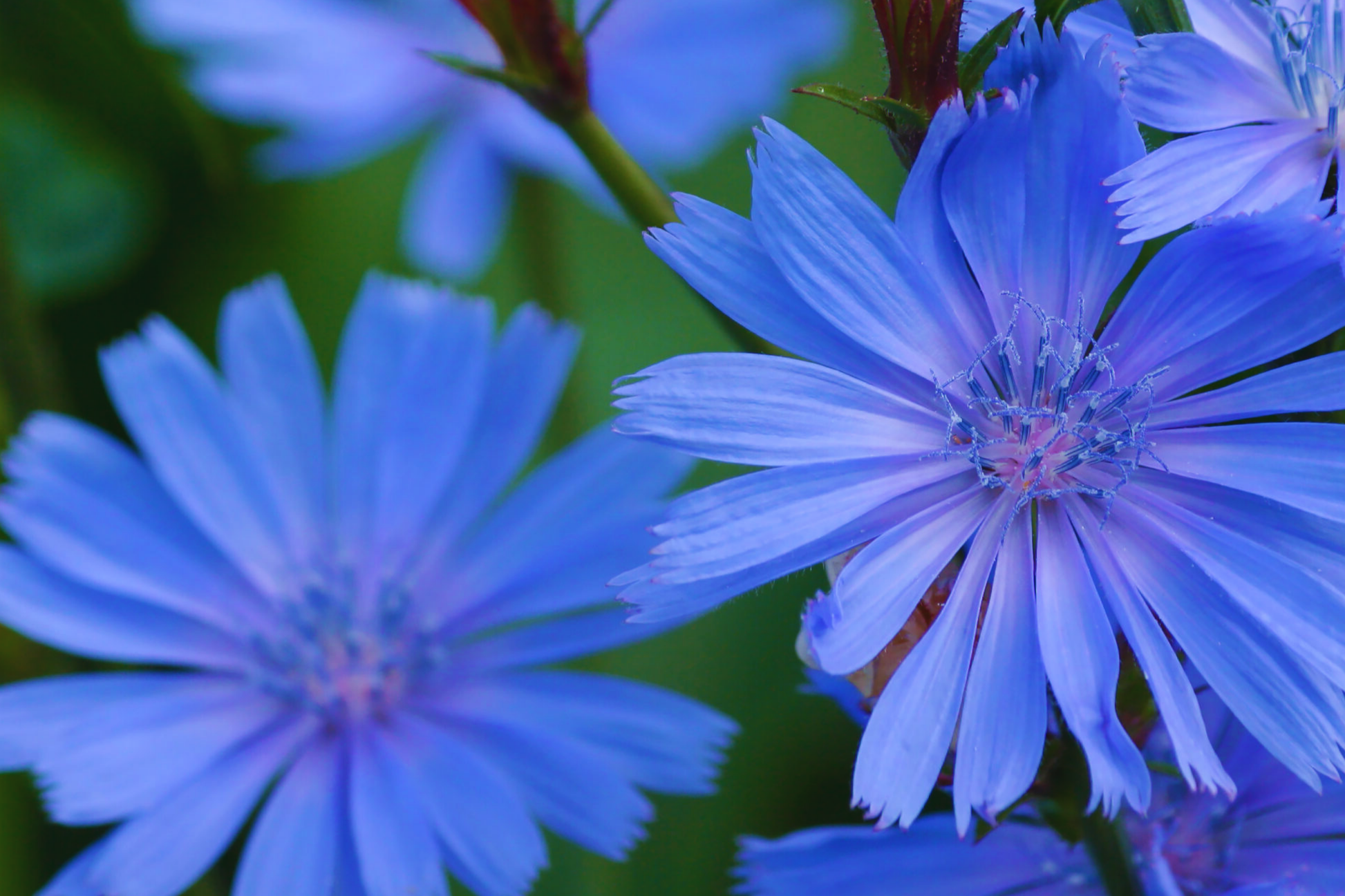 Chicory Wildflower Seeds - Cichorium Intybus - Electric Blue - 100g Flower Seeds for Garden Planting