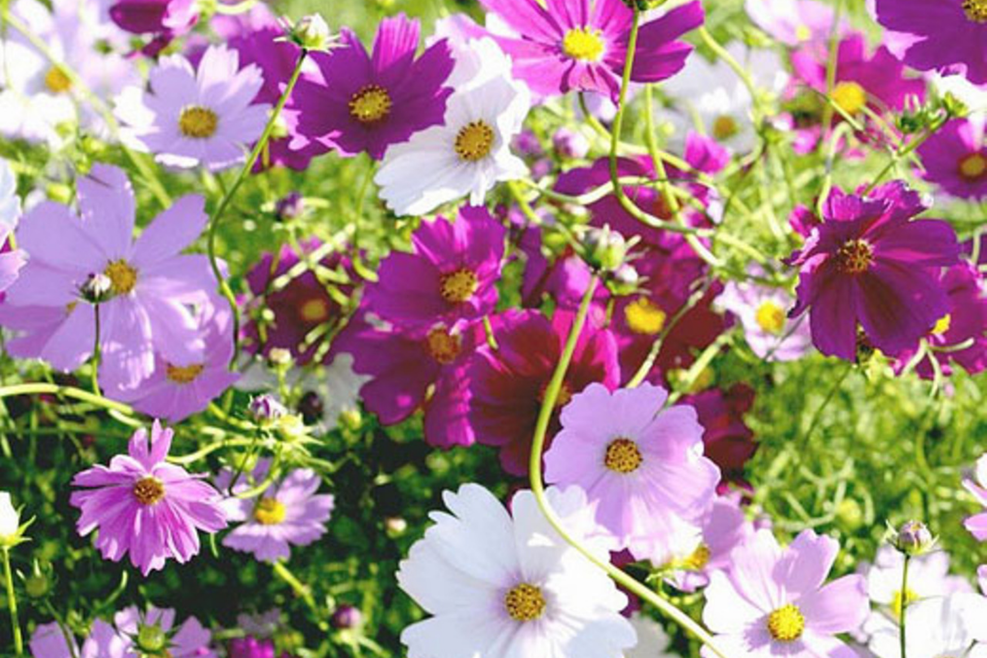 Cosmos Seeds - 5,000 Bulk Seeds - Sensation Mix - Cosmos Bipinnatus