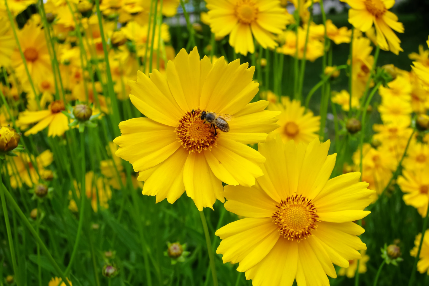 Lance Leaf Coreopsis Seeds | 200-4,000 Non-GMO Seeds | Coreopsis lanceolata | Free Shipping