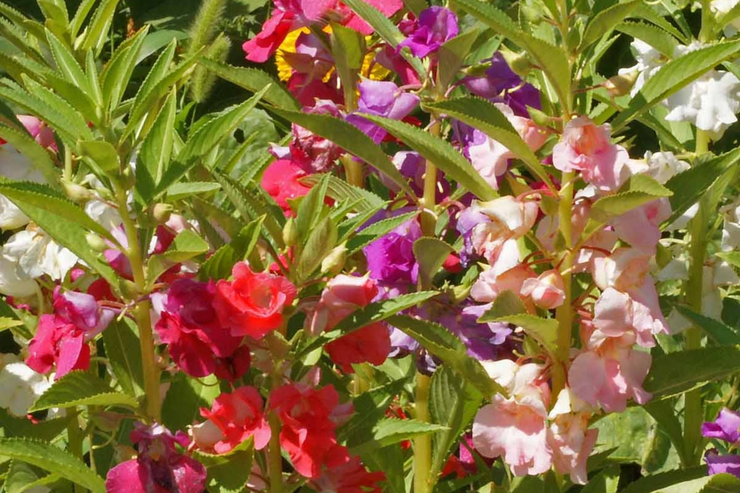 Tom Thumb Impatiens Seeds - Non-GMO Flower Seeds - Impatiens balsamina - Easy to Grow Garden Plants