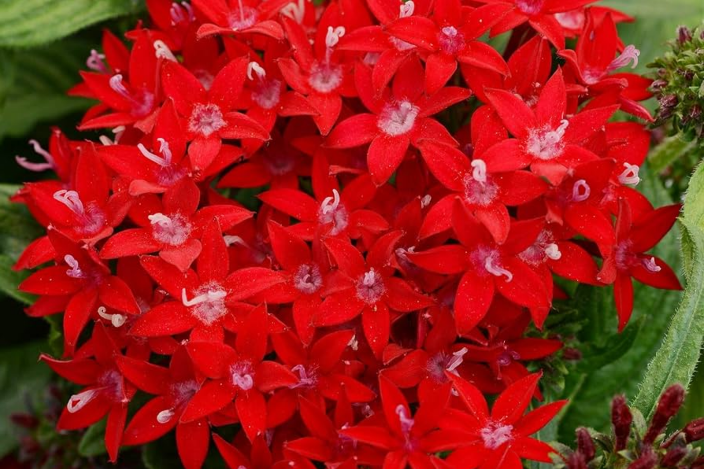 Pentas Seeds - 1000+ Perennial Lucky Star Variety - Pentas Lanceolata for Outdoor Planting