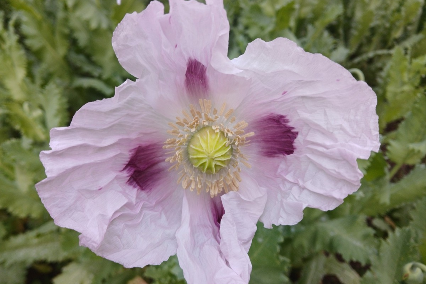Organic Turkish Poppy Seeds - 20,000+ Untreated Papaver somniferum for Planting