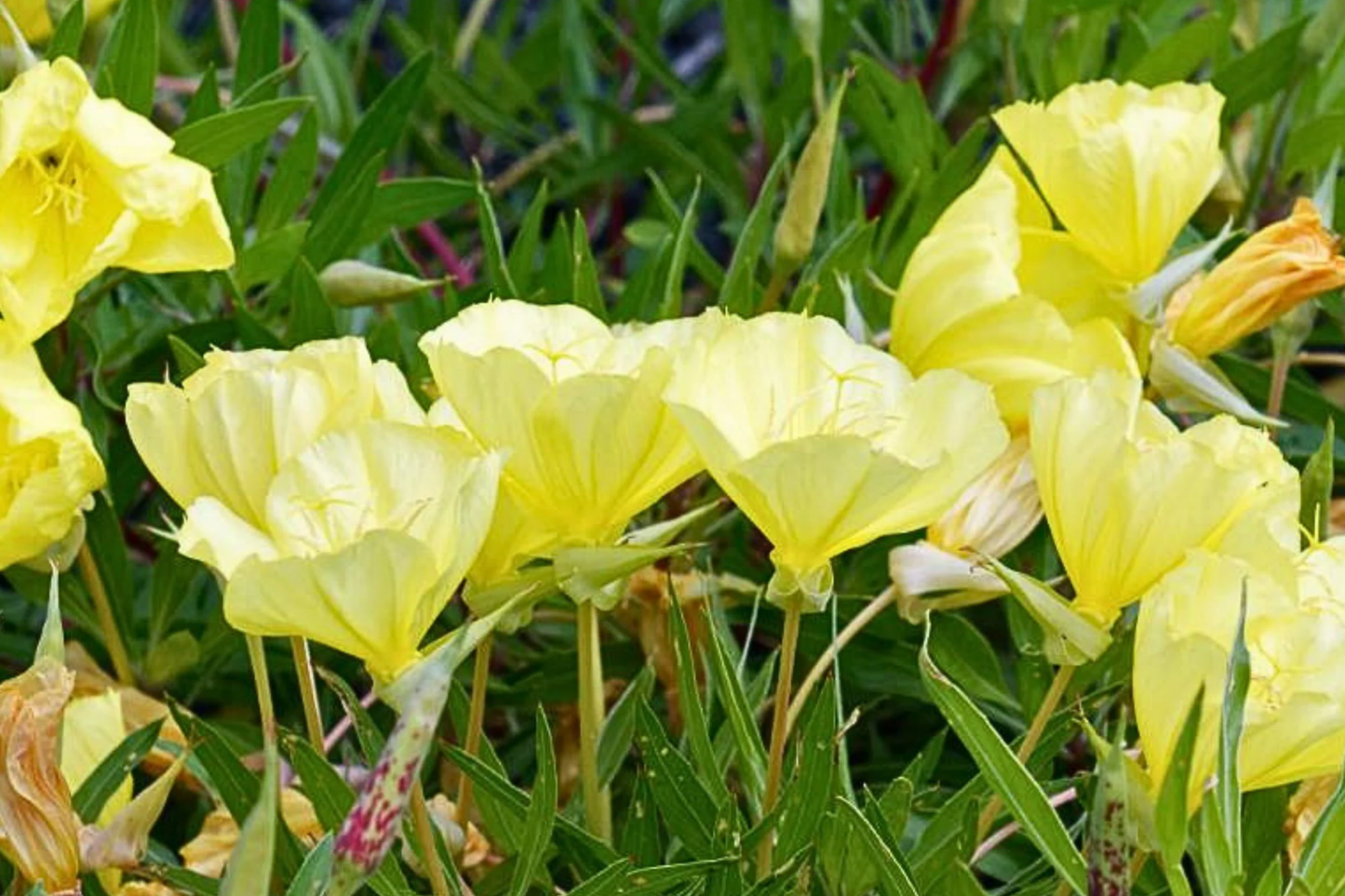 Missouri Yellow Primrose Seeds | Flower Seeds | Oenothera missouriensis | Garden Planting Supplies