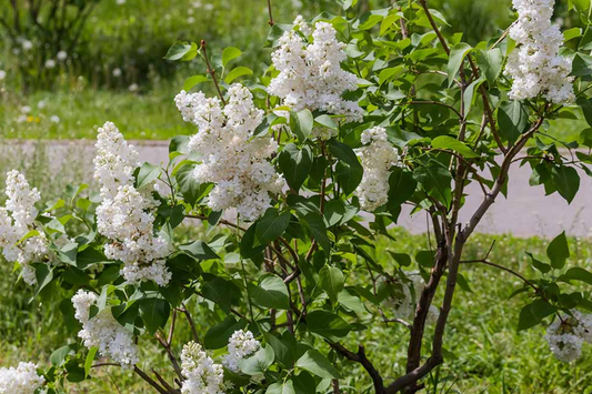 Japanese White Lilac Tree Seeds | Cold Hardy Flower Plant | Attracts Butterflies & Hummingbirds | Syringa reticulata