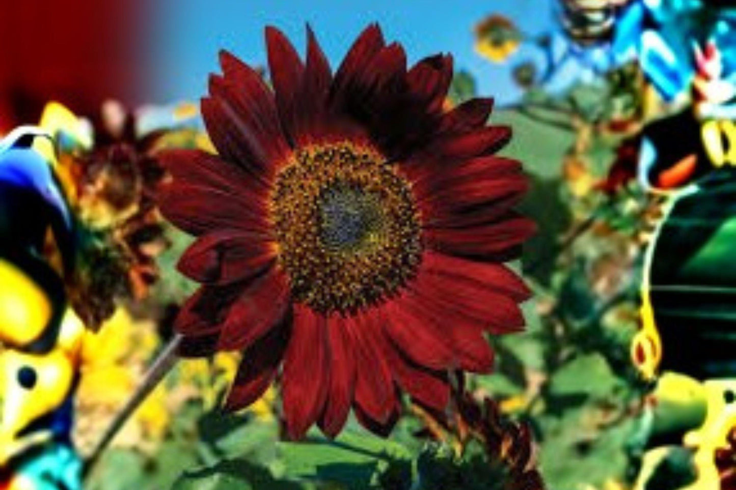 1 g Velvet Queen Sunflower Seeds – Deep Red Sunflower for Garden Borders & Pollinator Gardens