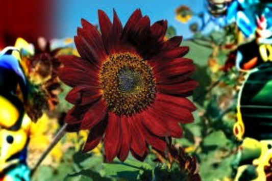 1 g Velvet Queen Sunflower Seeds – Deep Red Sunflower for Garden Borders & Pollinator Gardens