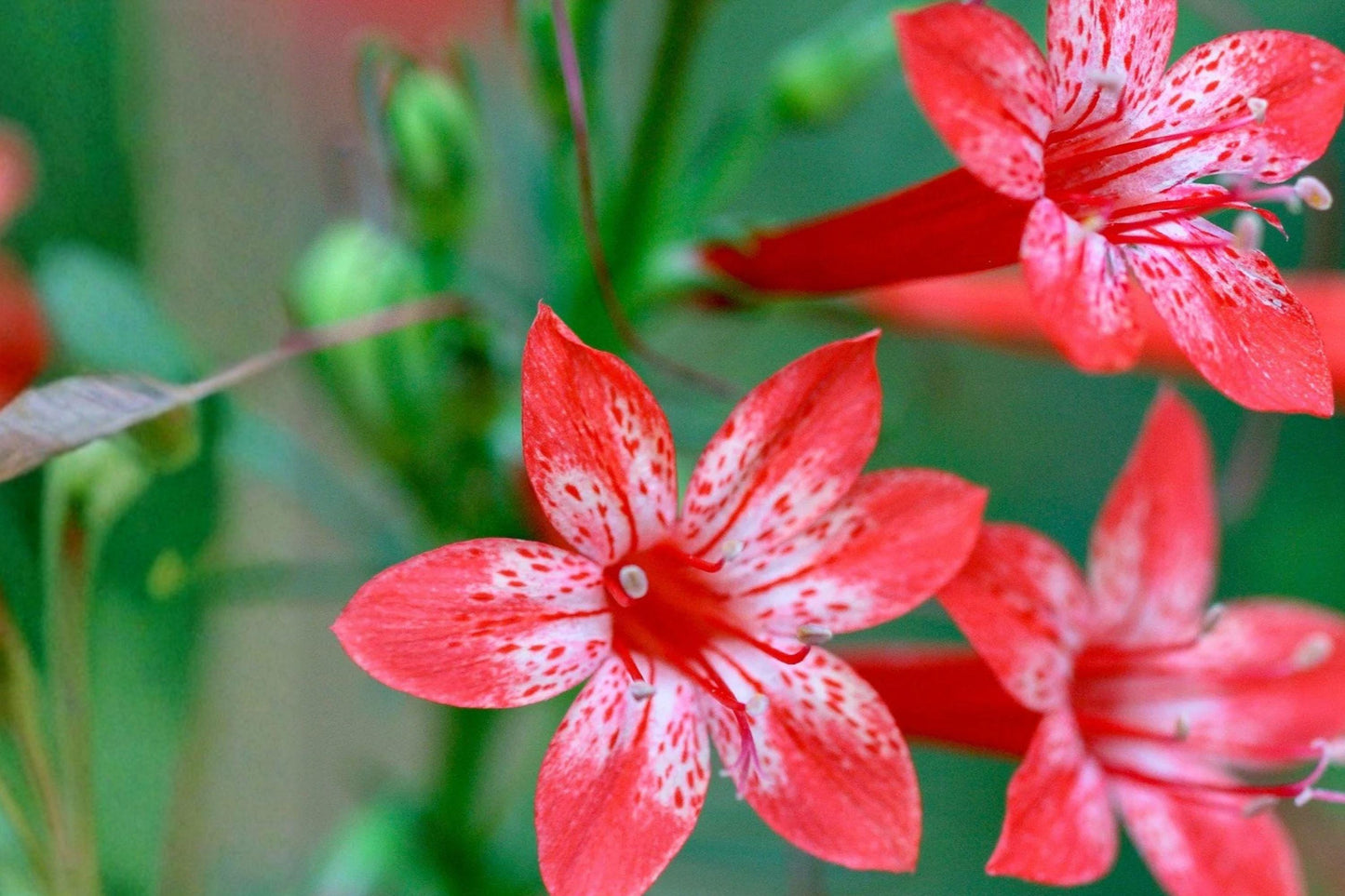 100 Standing Cypress Seeds – Ipomopsis rubra – Red Native Wildflower – Hummingbird Plant