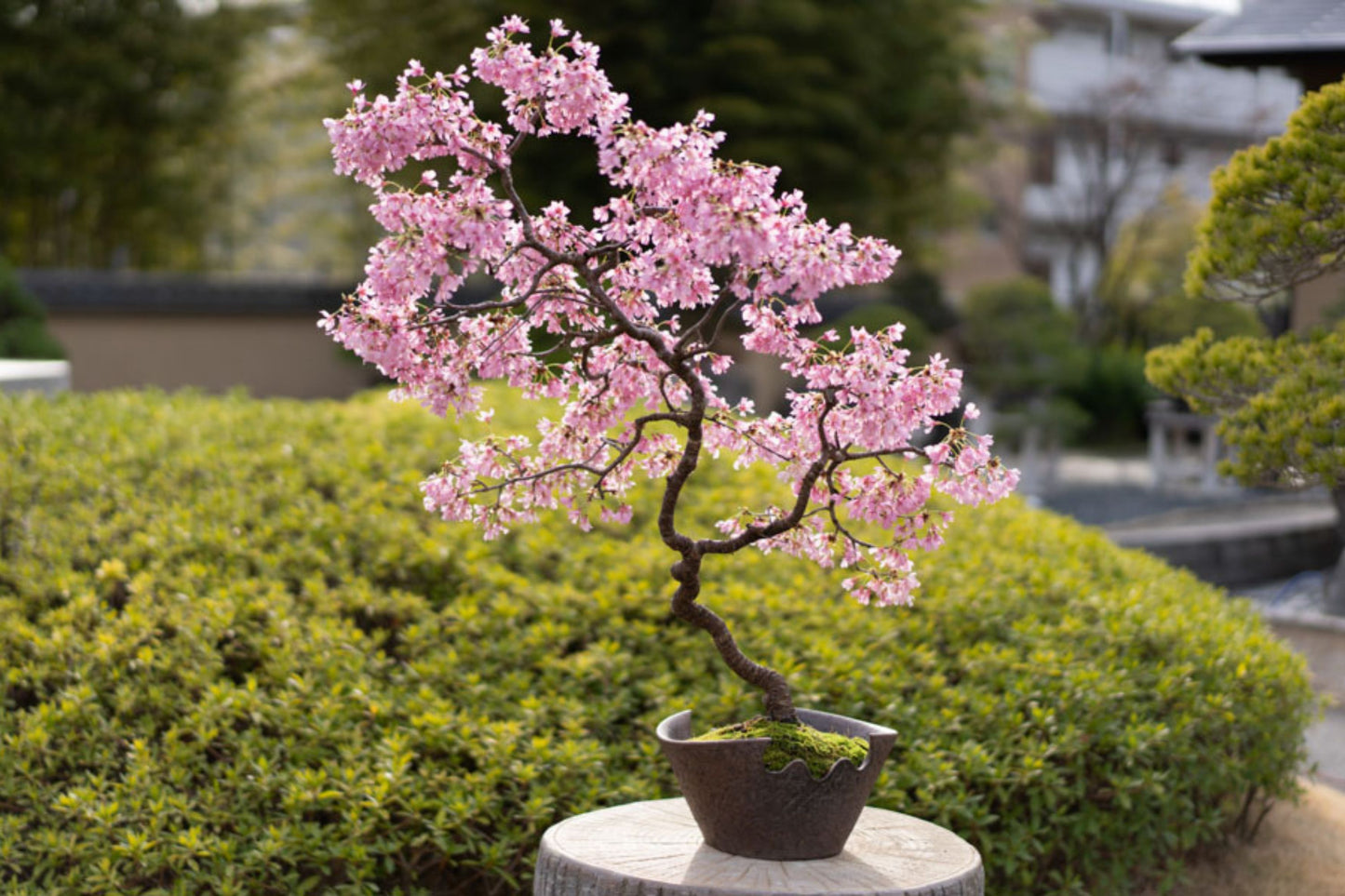 10 Seeds Japanese Cherry Blossom Bonsai - Flowering Sakura Tree Seeds - Pink Flowers, Exotic Bonsai Tree Prunus serrulata