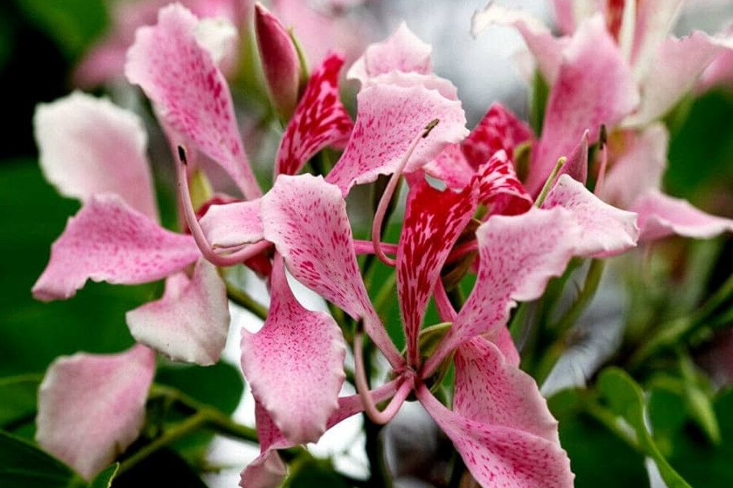 Pink Orchid Tree Seeds - Bauhinia monandra - Tropical Butterfly Flower - Rare Exotic Plant Seeds