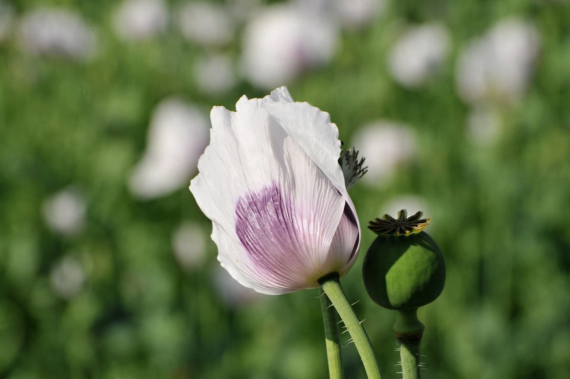 Organic Stratified Poppy Seeds - 20,000 Count, Tasmanian Papaver Somniferum for Planting