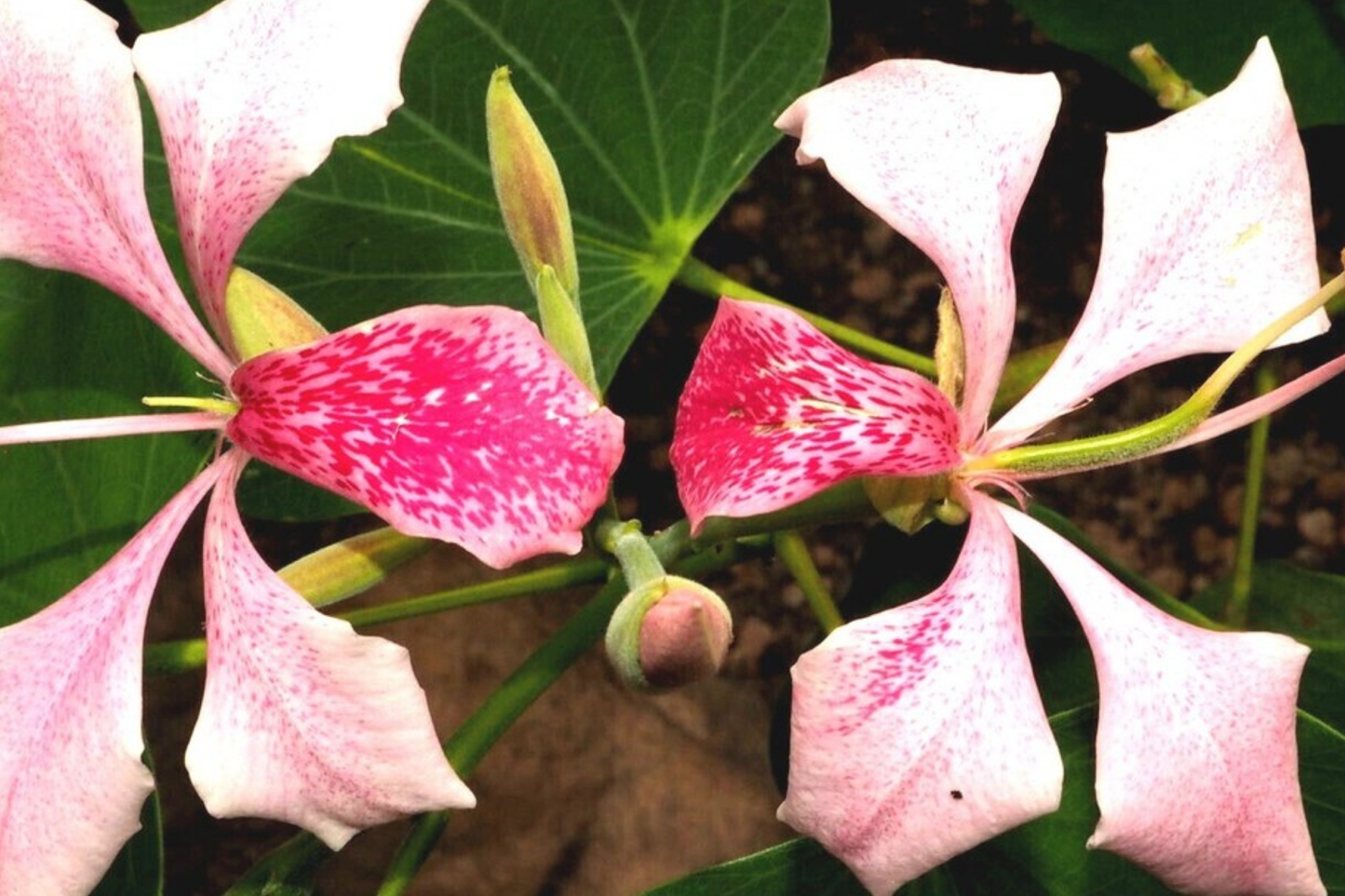 Pink Orchid Tree Seeds - RARE Bauhinia monandra - Tropical Butterfly Flower Plant for Gardens and Landscaping