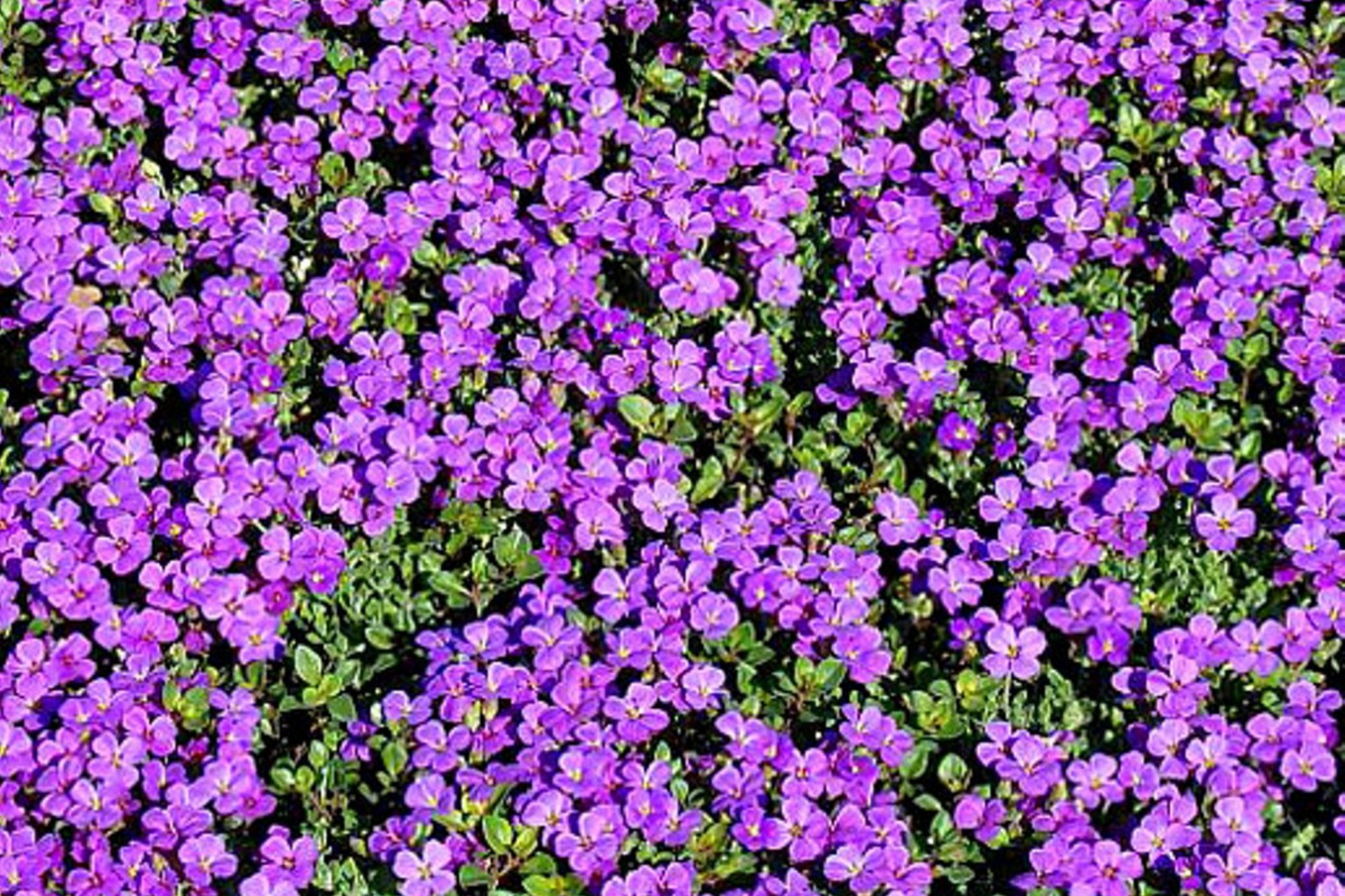 Purple Rock Cress Seeds - Bulk Perennial Groundcover, Aubrieta, Purple Flowering Plant