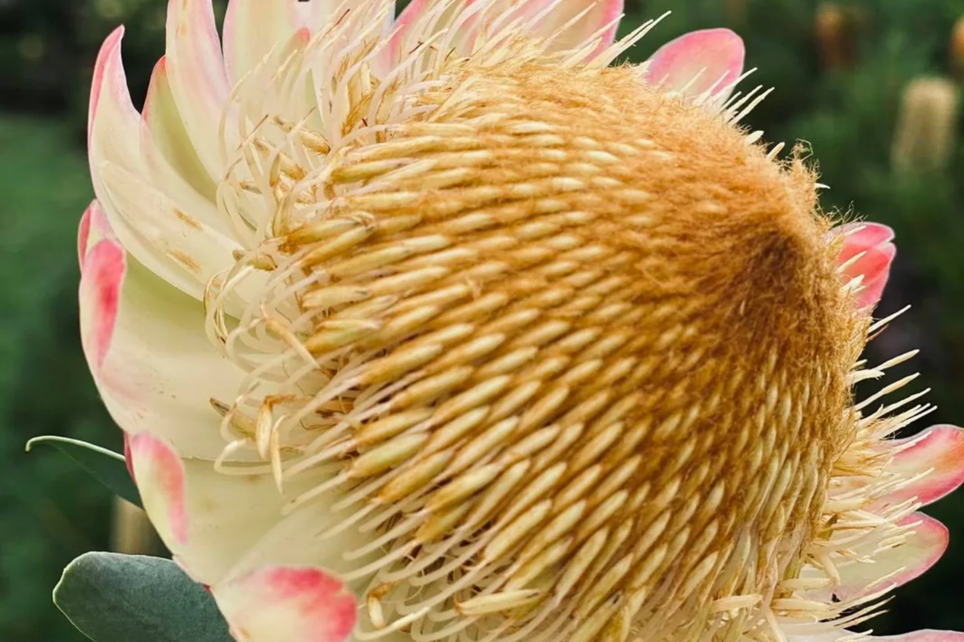 Protea Seeds - Rare South African Shrub - Sulphur-Colored Protea - Protea sulphurea