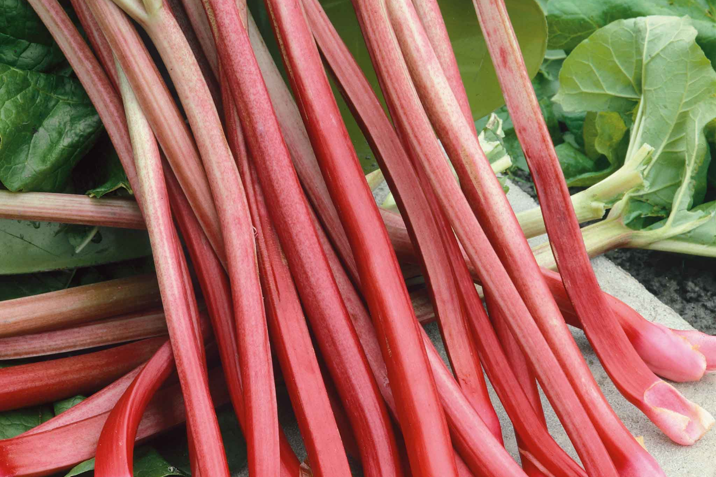 Victoria Rhubarb Seeds | Red Perennial Vegetable Seeds | Rheum rhabarbarum | USA Grown, 2025 Fresh Stock