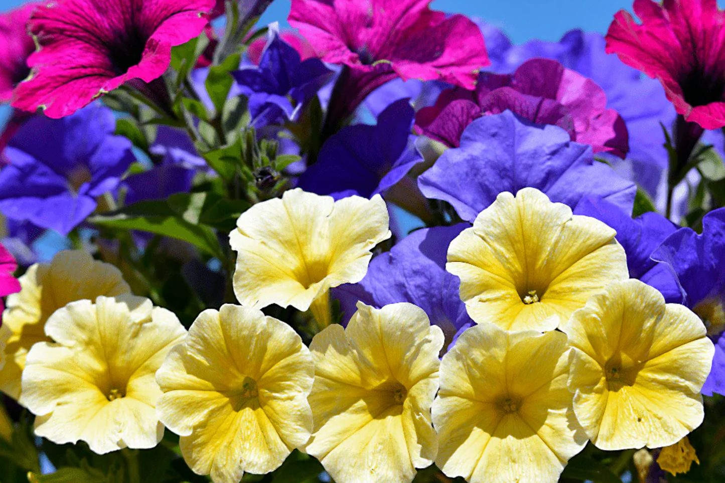 Petunia Seeds - 50 Pack - Yellow Purple White Perennial Annual Flowers - Petunia Hybrid