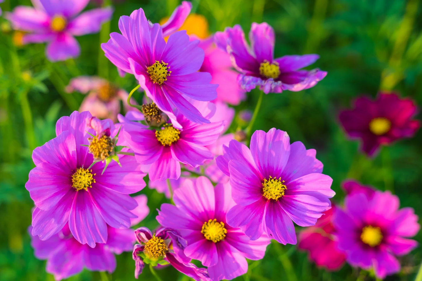 Gloria Cosmos Seeds | 100-2,000 Non-GMO Seeds | Colorful Annual Flower | Cosmos bipinnatus