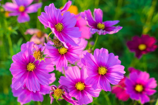 Gloria Cosmos Seeds | 100-2,000 Non-GMO Seeds | Colorful Annual Flower | Cosmos bipinnatus